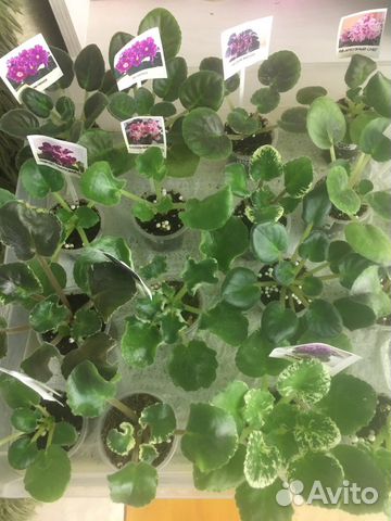 Большой выбор деток фиалок