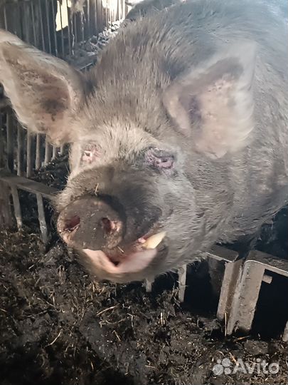 Хряк Василь