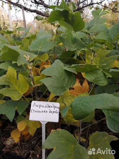 Лириоденрон Тюльпановый (тюльпанное дерево)