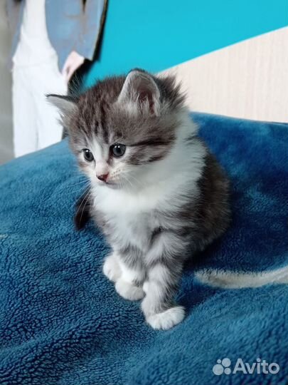 Котята в дар