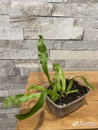 Асплениум Лесли