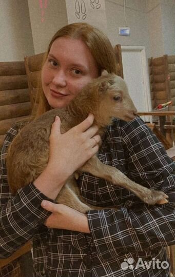 Домашняя передержка животных