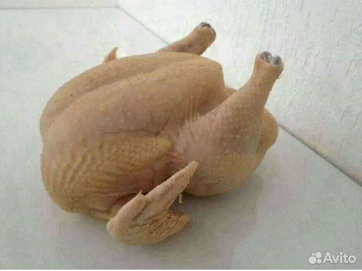 Домашние куры бройлеры