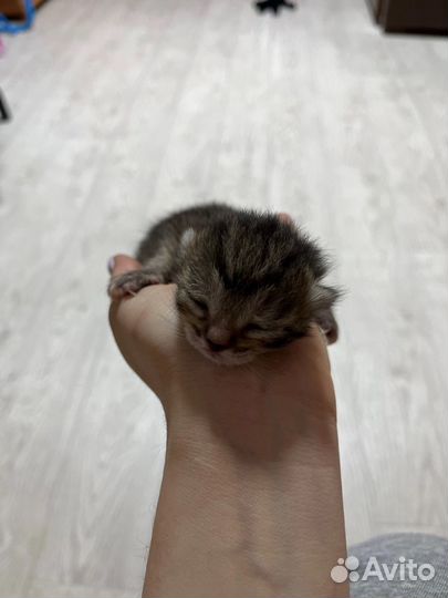 Котята мейн-кун
