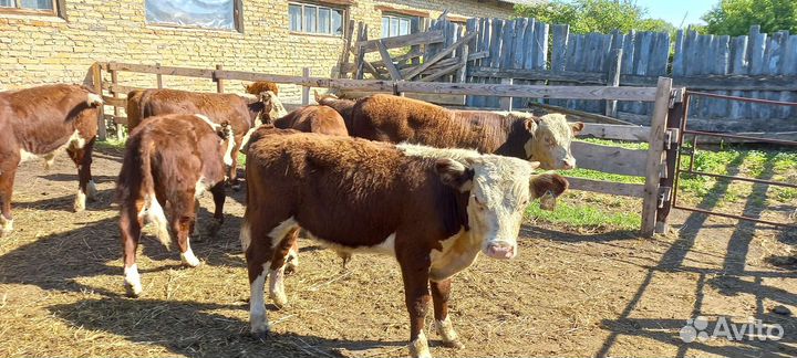 Бычки и тёлки в наличии