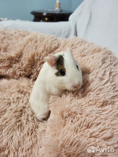 Морские свинки, 1,5 месяца