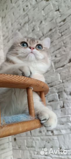 Резерв.Британский кот BRI ay25 1,3года