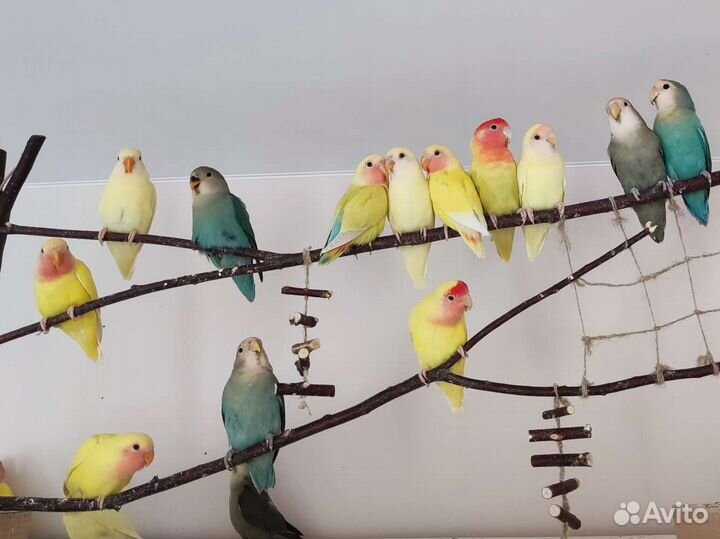 Птенцы попугая неразлучника домашнего выводка