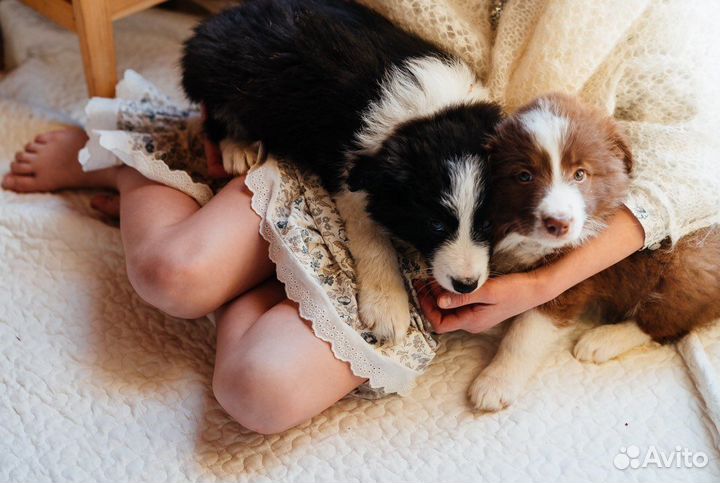 Бордер колли