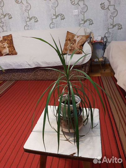 Пальма драцена,молодая. Высотой 25-30 см