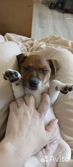 Щенки джек Рассел терьер гладкошерстный