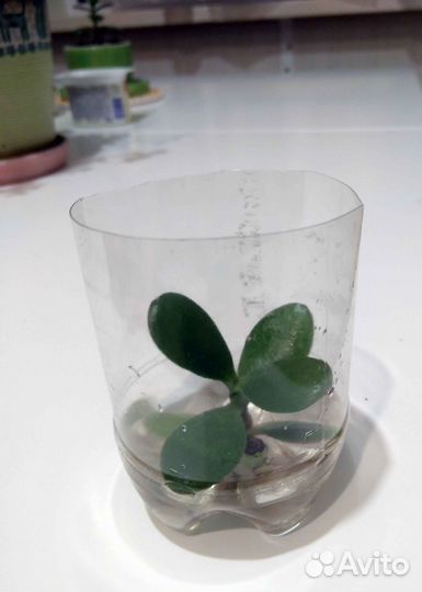 Денежное дерево, толстянка, крассула