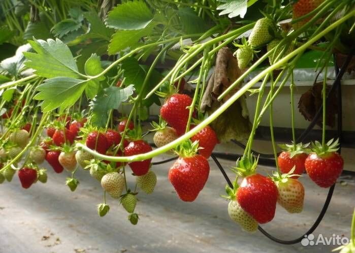 Елизавета 2 - рассада клубники окс