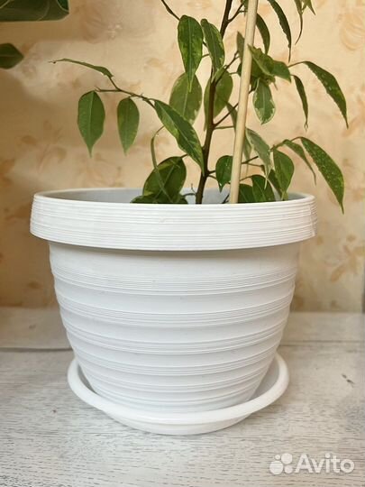 Фикус Бенджамина