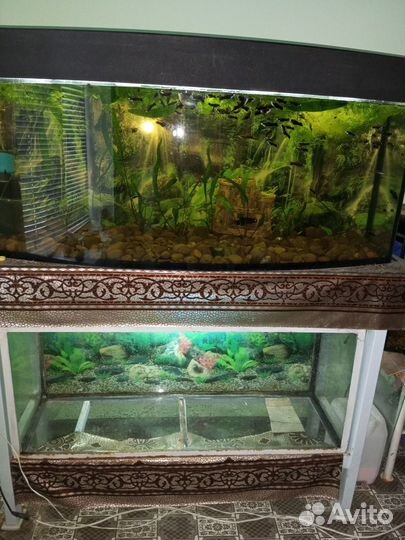 Аквариум с рыбками