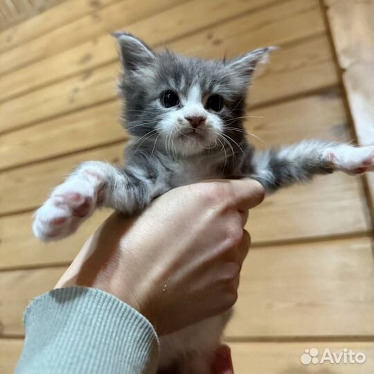 Мейн-кун котята в любимцы и разведение