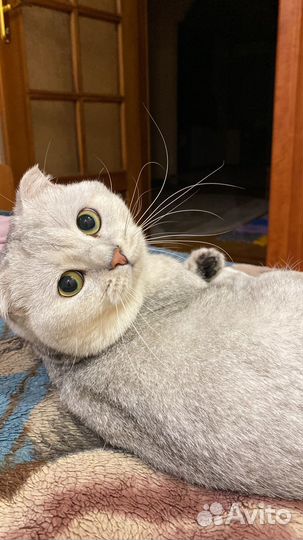 Шотландский вислоухий кот