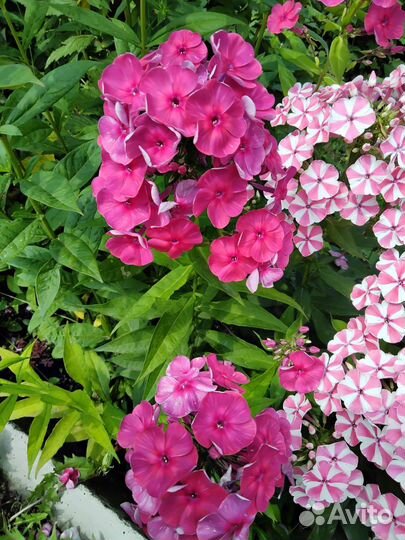 Флоксы цветут в городе