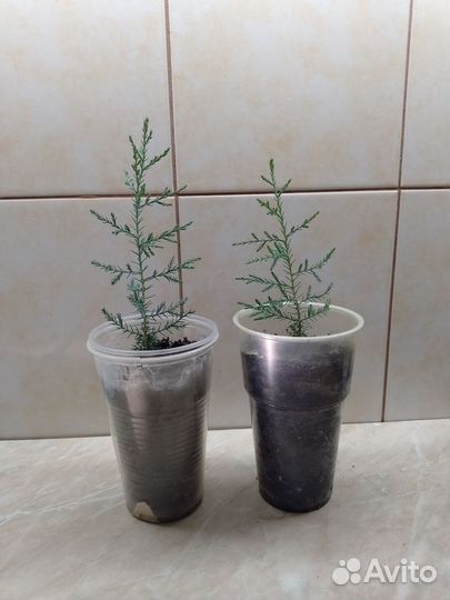 Можжевельник