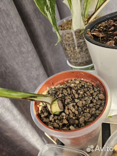 Монстера альба