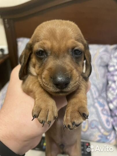 Щенки мини таксы