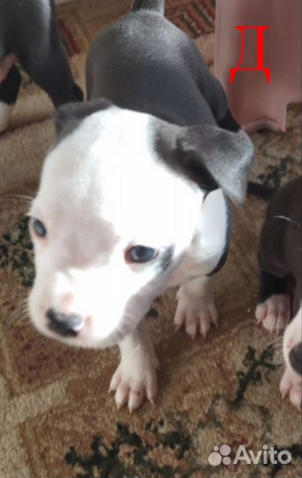 Щенки американского стаффордширского терьера