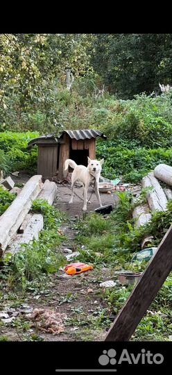 Собака ищет дом