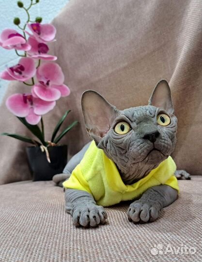 Мальчик бамбино документы