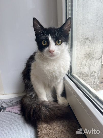 Котенок девочка в добрые руки