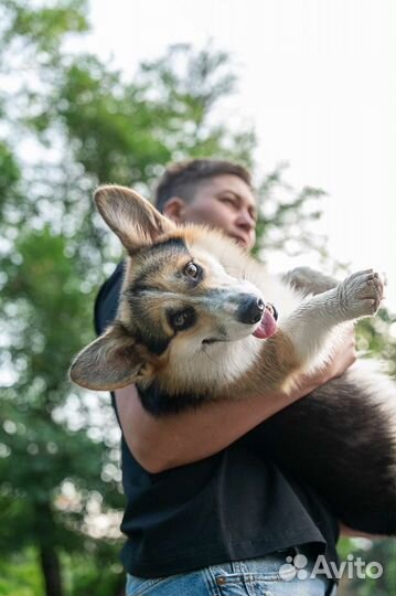 Услуги кинолога