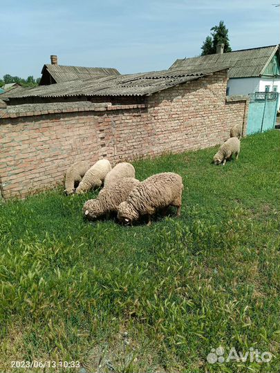 Овцы бараны