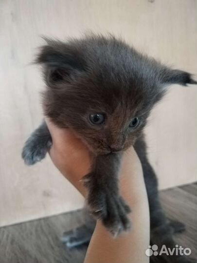 Котята мейкун