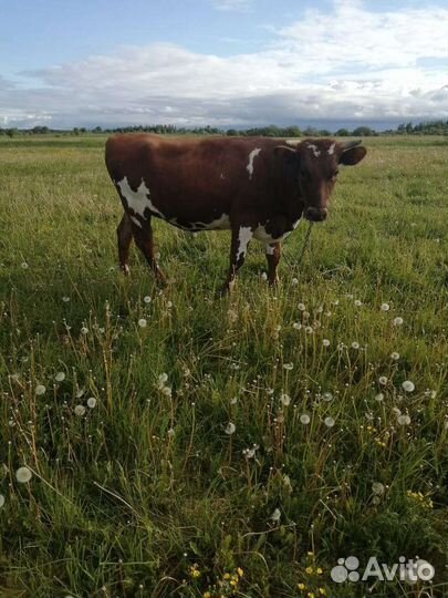 Айширская корова