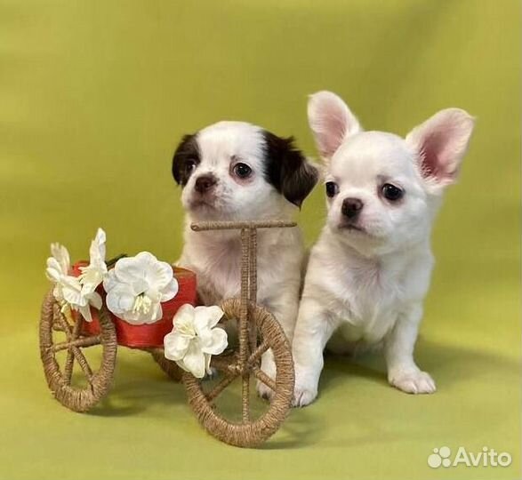 Инструктор по вязке собак