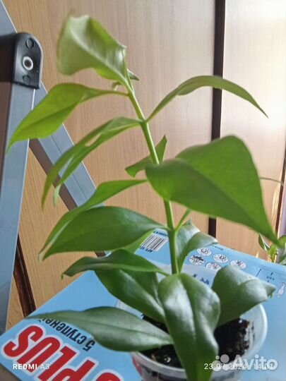 Эсхинантус жар птица