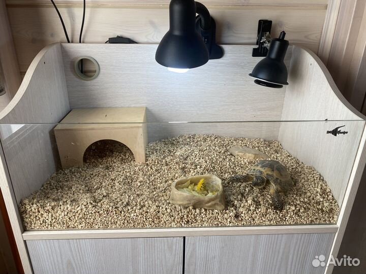 Черепаха с террариумом