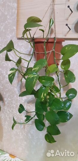 Сциндапсус золотистый, Эпипремнум, домашняя лиана