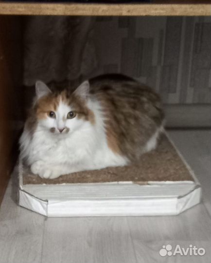 Отдам в добрые руки