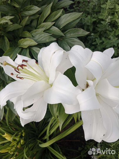 Многолетники садовые