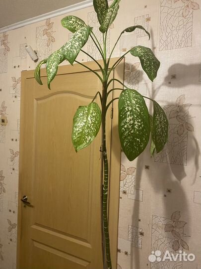 Диффенбахия