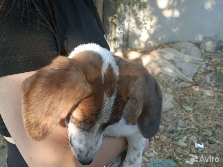 Собака в добрые руки отдам бесплатно