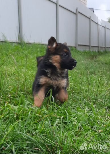 Щенки немецкой овчарки