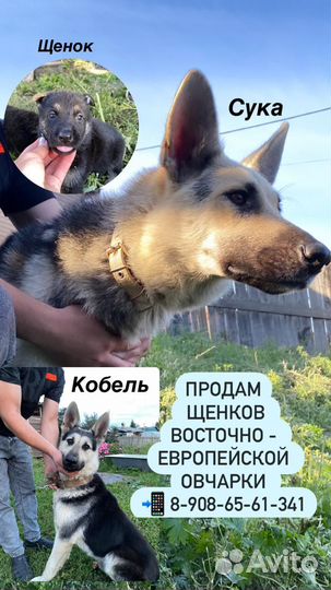 Продажа щенков вео