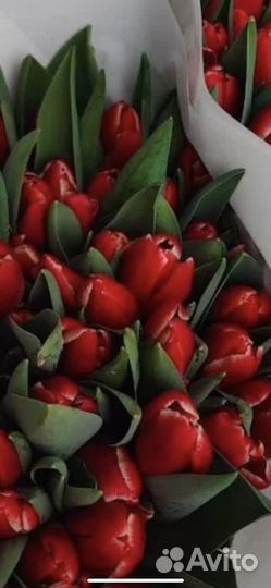 Луковицы тюльпанов