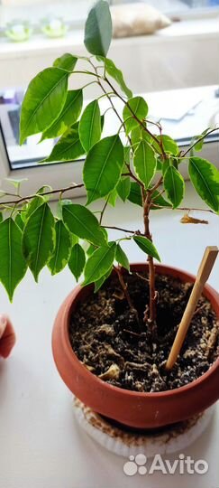 Фикус бенджамина