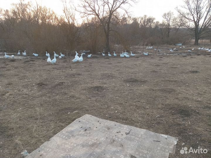 Инкубационное яйцо гуся