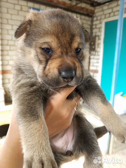 Отдам в добрые руки