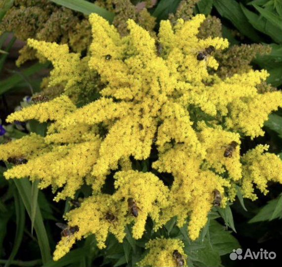 Золотарник жозефина