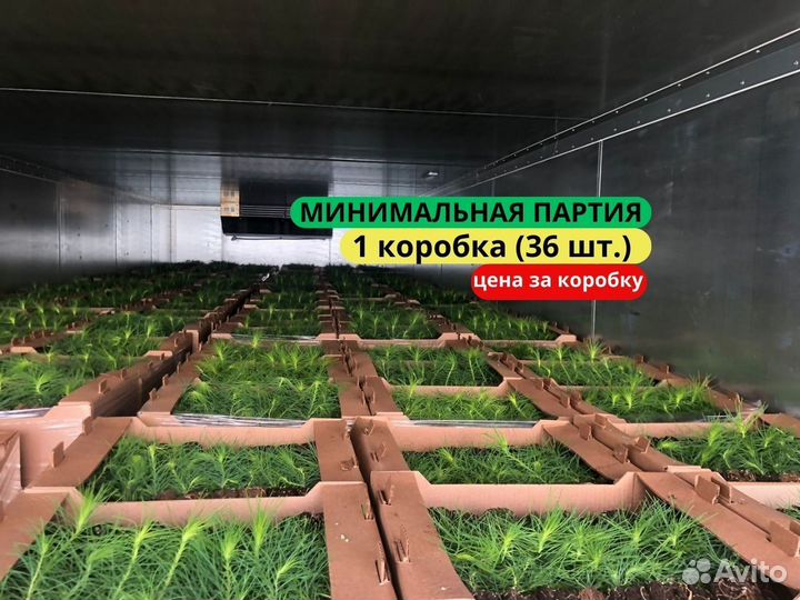 Сеянцы ели зкс в розницу