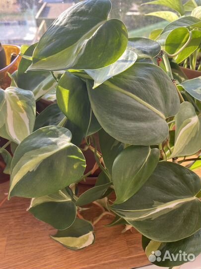 Монстера, сциндапсус, эпипремнум